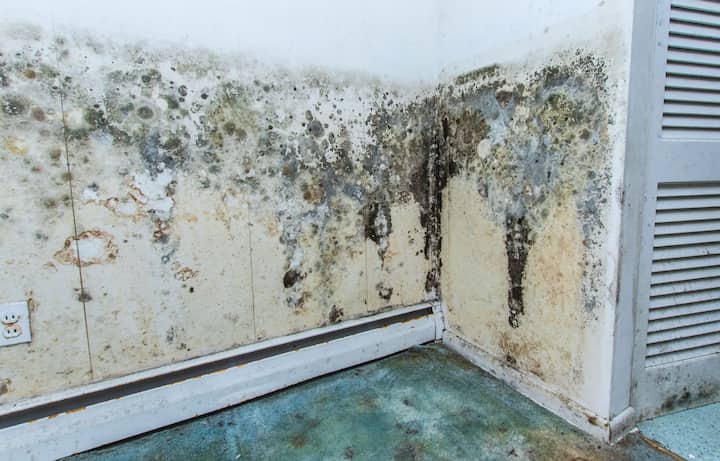 mold removal antioch